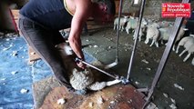 VIDEO. Le Dorat (87) prépare le championnat du monde de tonte de moutons