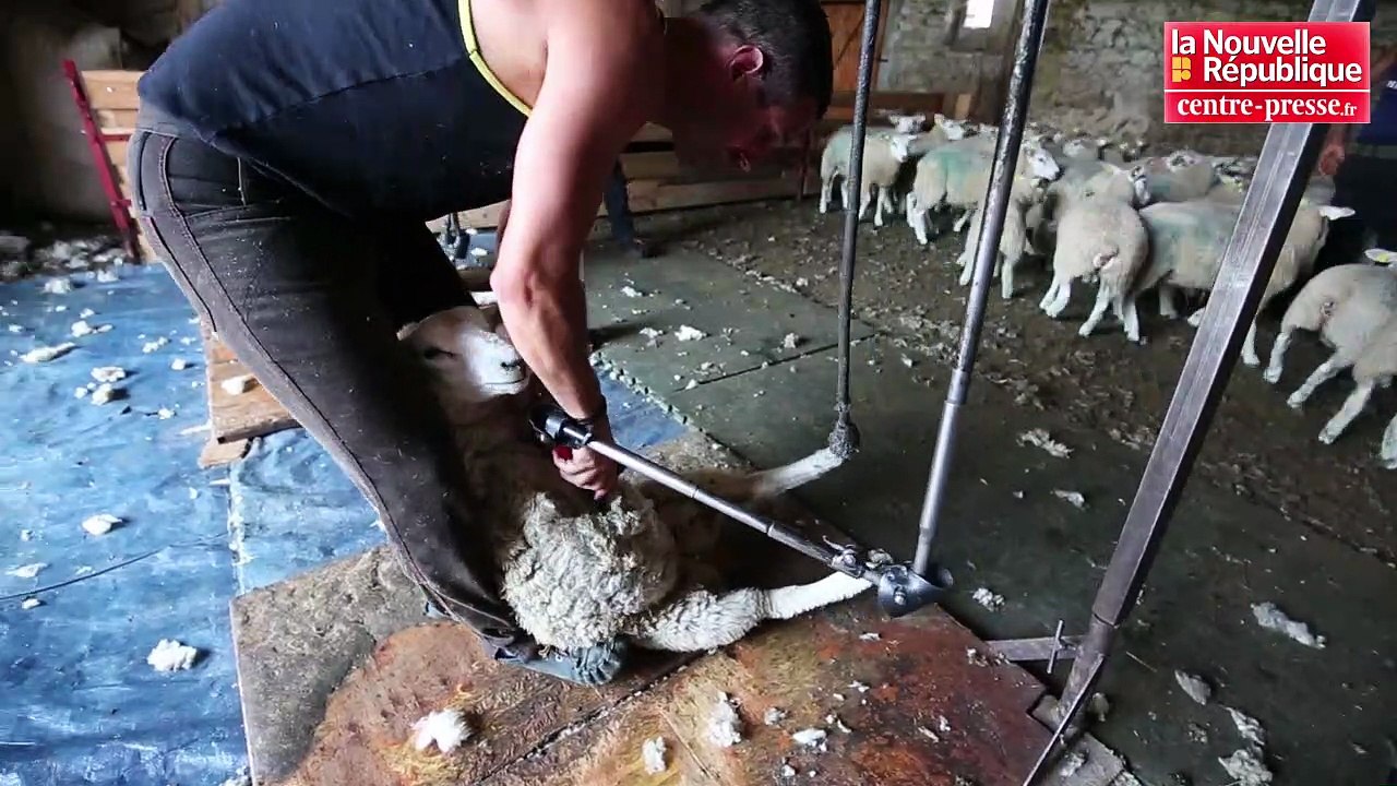 VIDEO. Le Dorat (87) prépare le championnat du monde de tonte de moutons