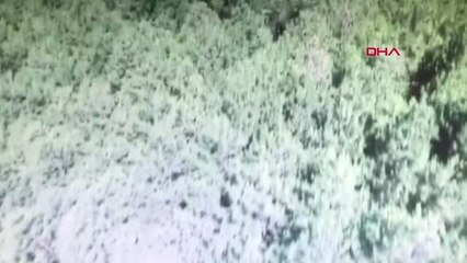 KOCAELİ Ormandaki kenevir tarlaları imha edildi