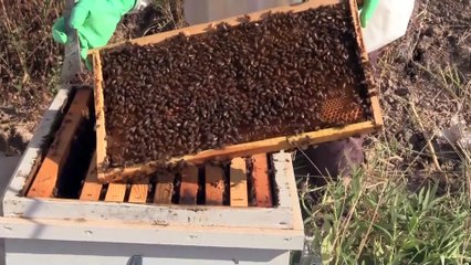 Siirtli arıcılar 'propolis' üretimine yöneliyor