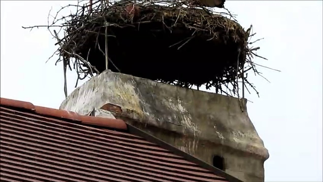 28/05/2019 Papa, maman et bébés cigognes à Rust...