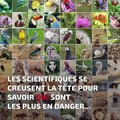 Le déclin des insectes 