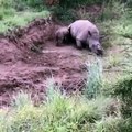 Un bébé rhino tente de réveiller sa mère, tuée par des braconniers