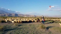 Orta Asya’nın Bozkırları Değil Erciyes Dağı’nın Etekleri