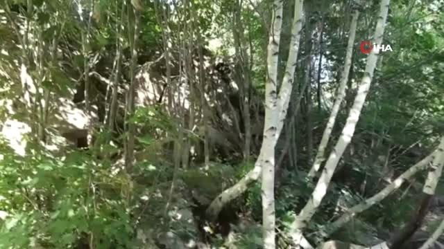 Nemrut Krater Gölü'nde boz ayı böyle görüntülendi