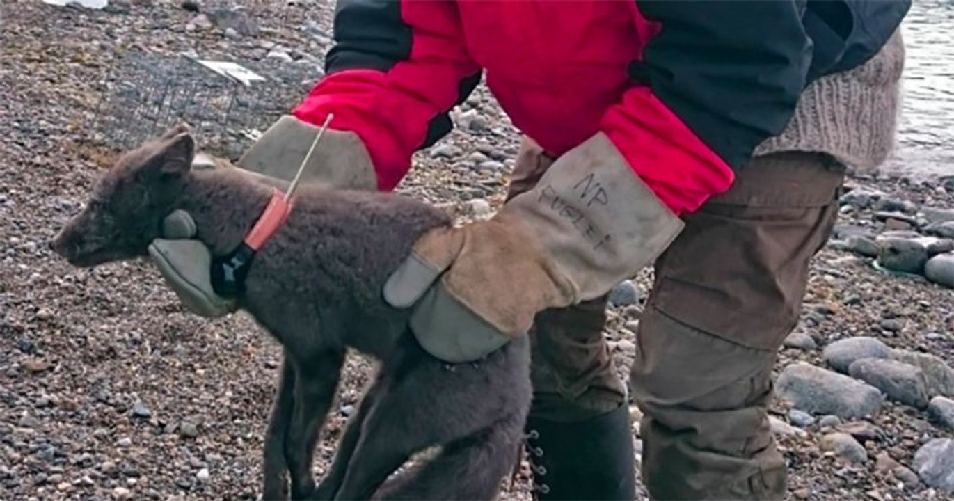 Un renard polaire a parcouru 3 500 km en 76 jours et impressionne les scientifiques