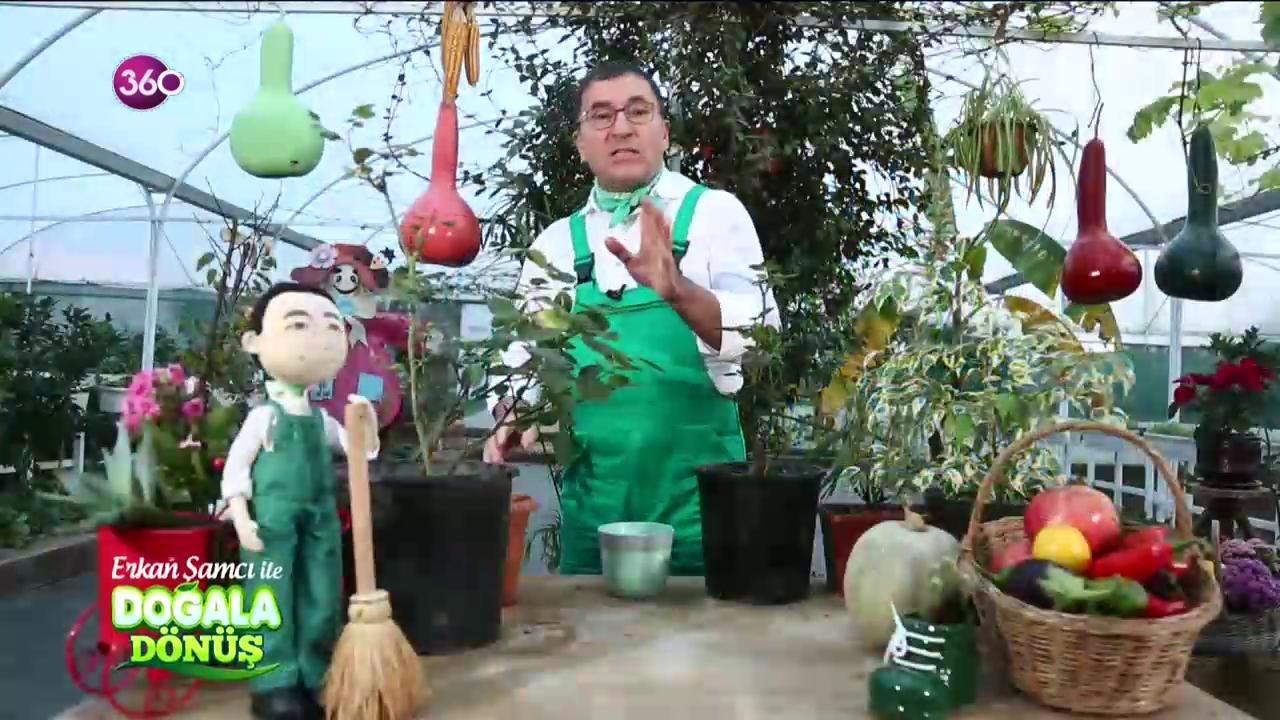 Doğala Dönüş