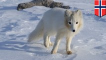 Arctic fox travels 3000km from Norway to Canada in 76 days