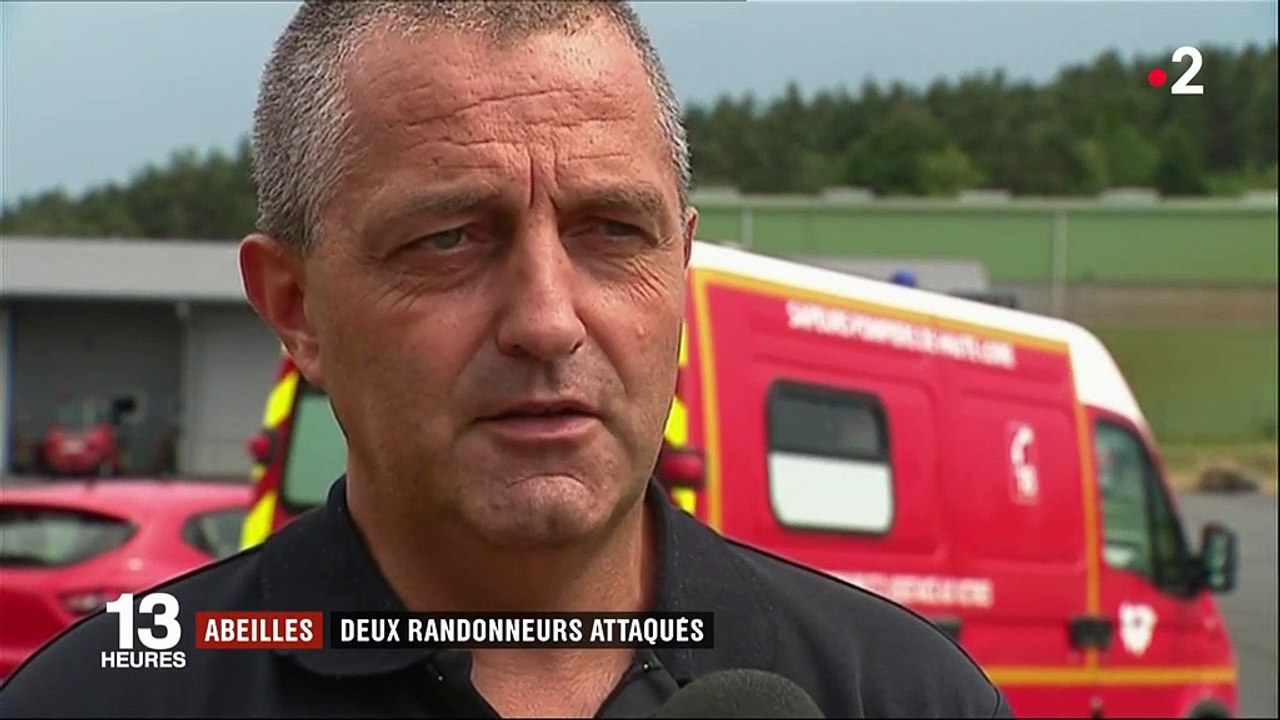 Haute-Loire : un couple de randonneurs gravement attaqué par un essaim d'abeilles