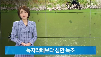 무더위와 마른장마로 기승…녹차라떼보다 심한 녹조