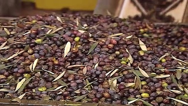 Σε «θέσεις μάχης» για το Δάκο η Περιφέρεια Στερεάς - Σε πλήρη εξελίξη το πρόγραμμα κουνουποκτονίας