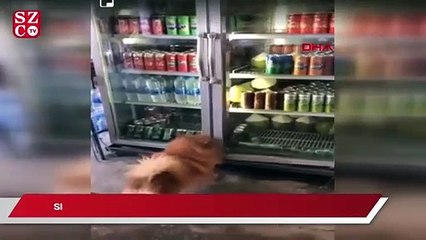 Télécharger la video: Sıcaktan bunalan köpek içecek dolabına girdi