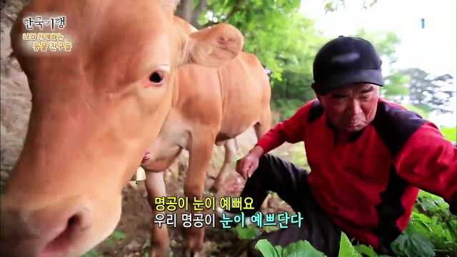 한국기행 - Korea travel_나의 친애하는 동물 친구들 2부- 사랑하고 사랑한다_#001