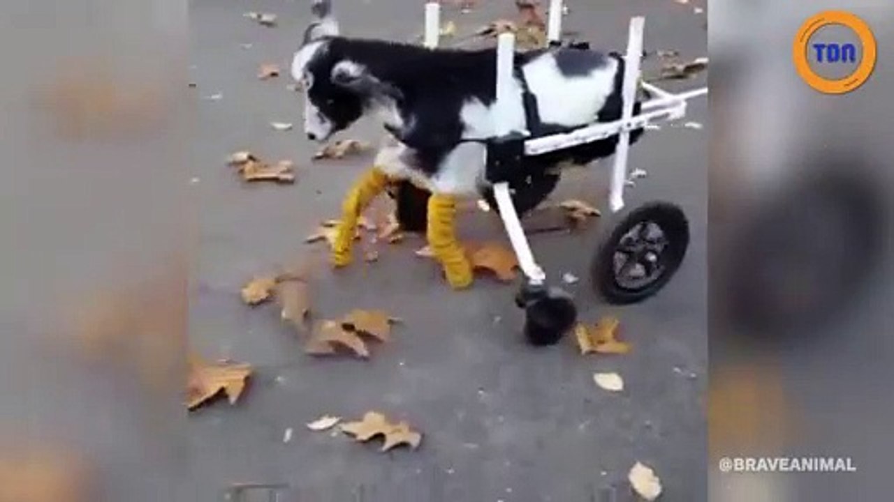 Cette brebis sans pattes reçoit une prothèse spéciale