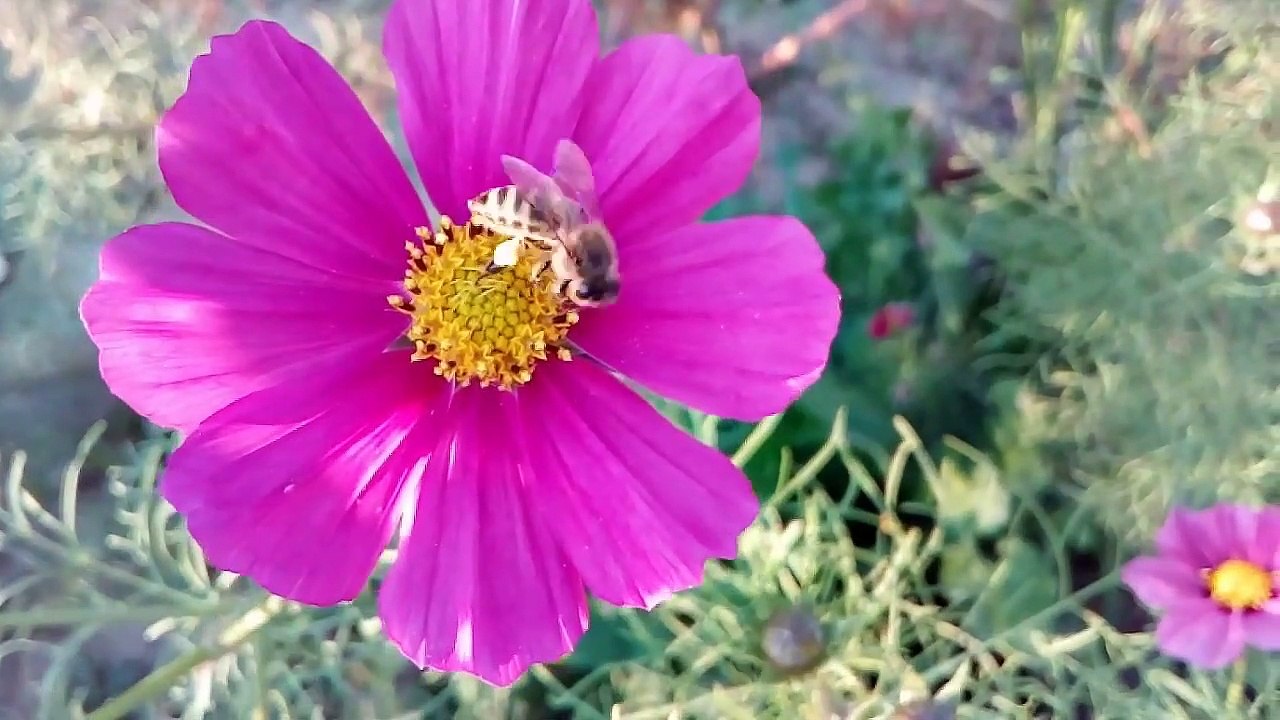 How to grow Cosmos  Pinkie
