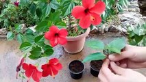 How to grow Hibiscus from cutting