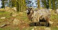 Une île écossaise cherche un berger pour s'occuper d'un troupeau de moutons rares