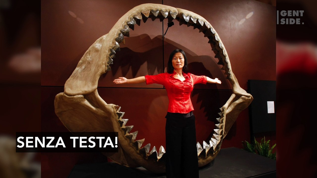 Il mistero dell’enorme squalo senza testa