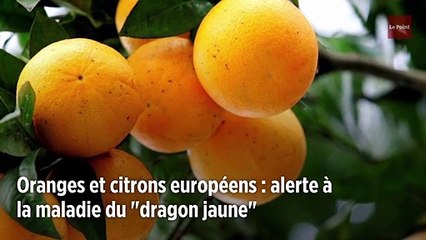 Oranges et citrons européens : alerte à la maladie du « dragon jaune »