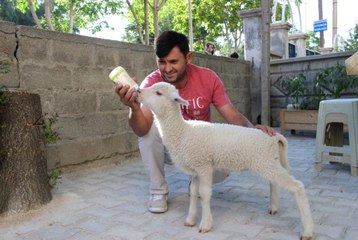 Çocuğu gibi büyüttüğü kuzusu peşinden ayrılmıyor