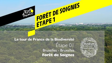 Étape 1 : Forêt de Soignes
