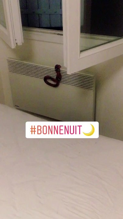 Un serpent Corail en liberté à Castres