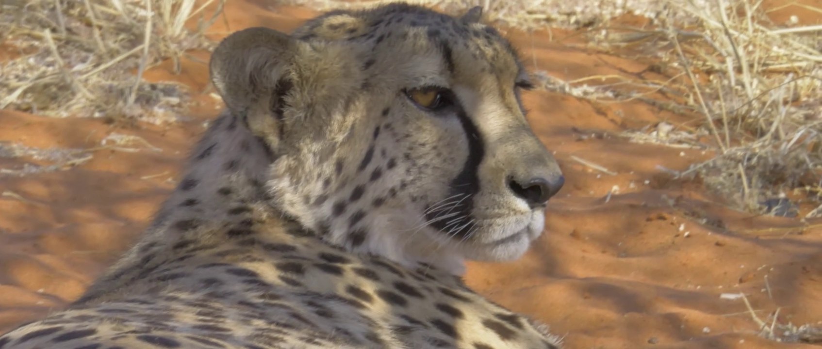 Goran und seine Cheetahs