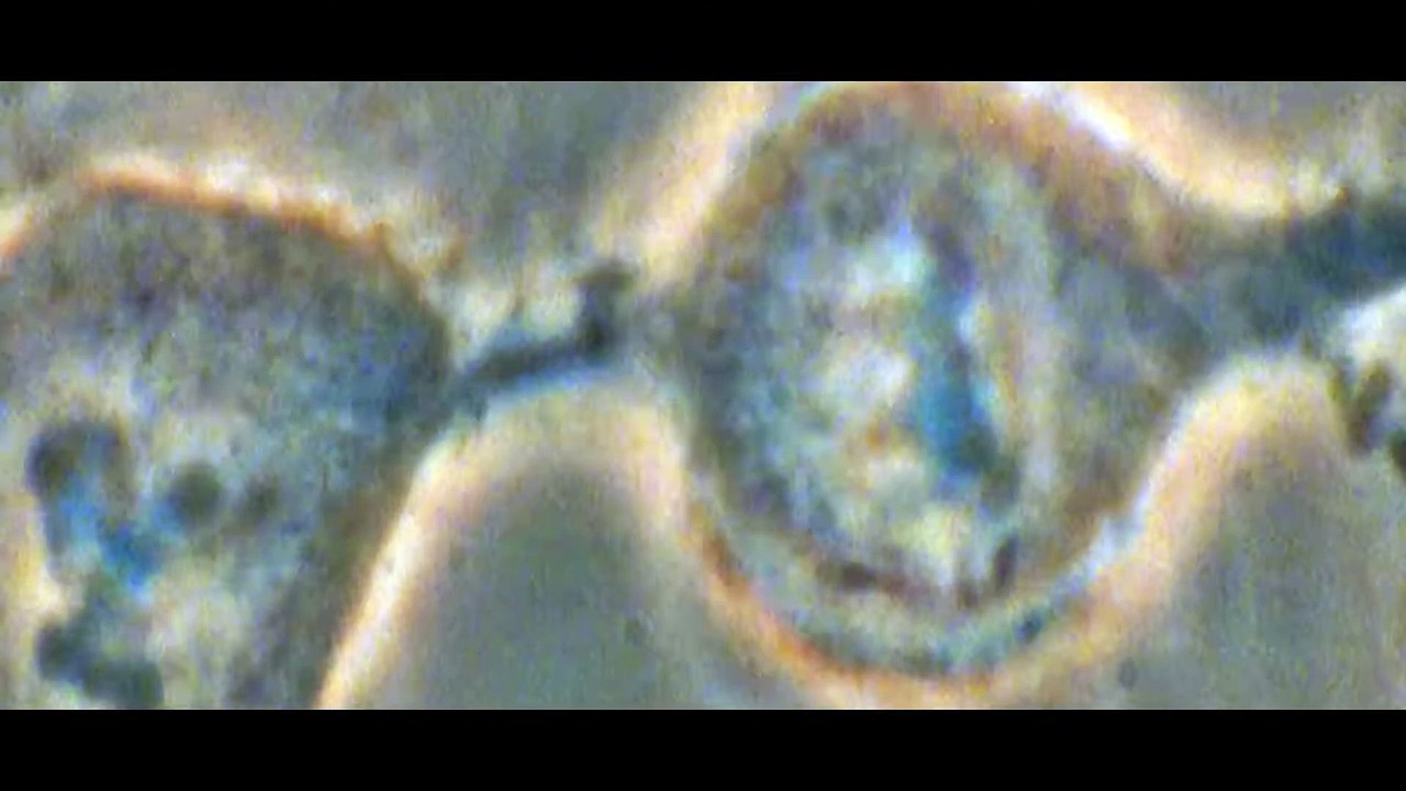 Iron Fists and Kung Fu Kicks Documentary movie