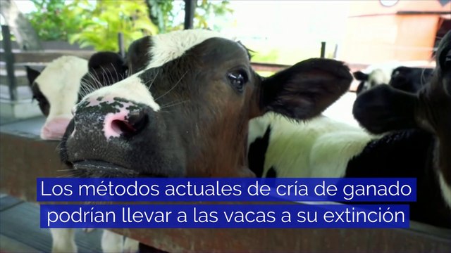 Los métodos actuales de cría de ganado podrían llevar a las vacas a su extinción