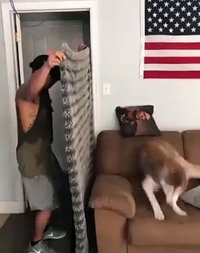 Quand un homme joue à cache cache avec son chien peureux, voici ce que ça donne !!