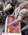Ces singes partagent un repas mais ça ne se passe pas comme prévue. Trop drôle !