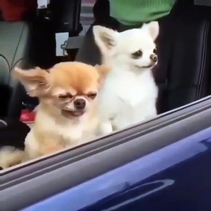 Cette vidéo va vous faire penser à  votre ami qui ne peut se réveiller sans boire de café. Hilarant !