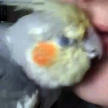 Quand un perroquet donne des bisous à sa maman. Trop chou !