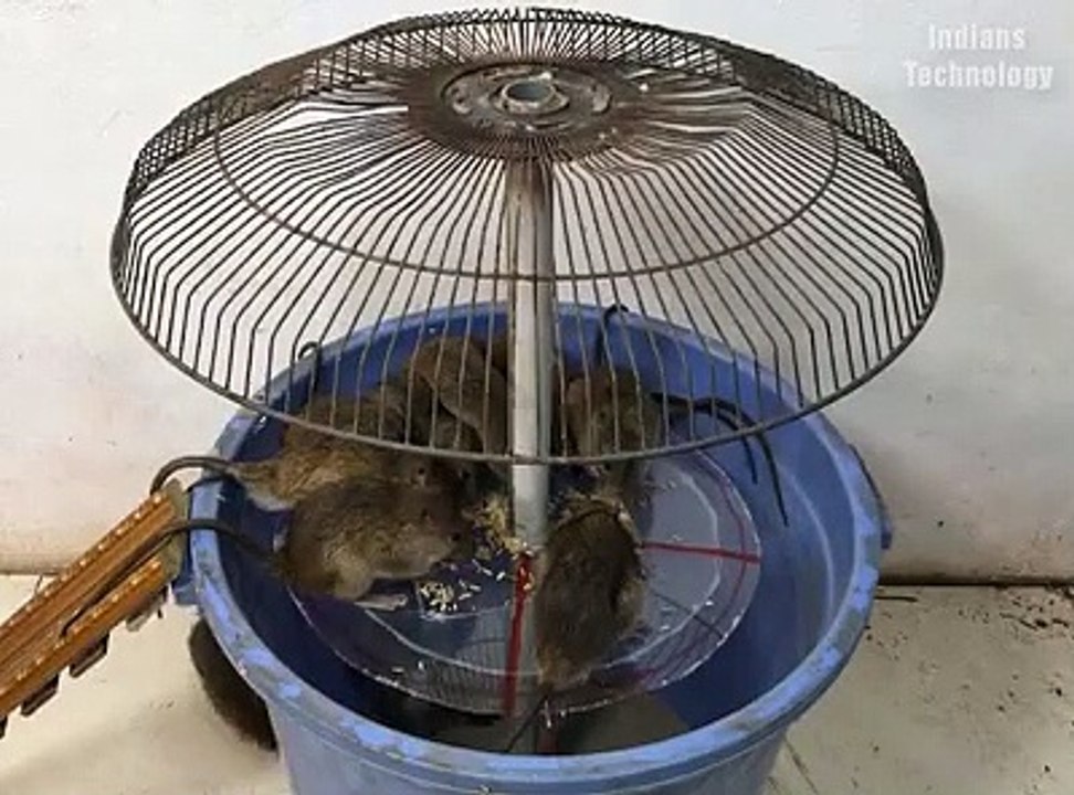 Armadilha para pegar ratos