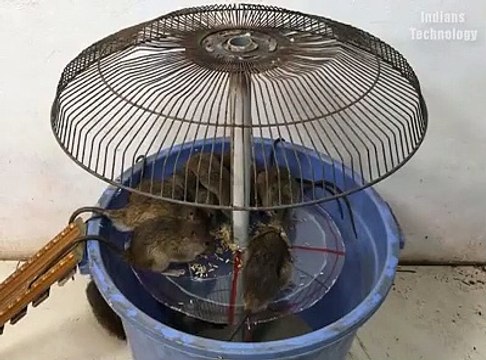 Armadilha para pegar ratos