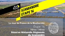 Étape 16 : Réserve naturelle régionale du Scamandre