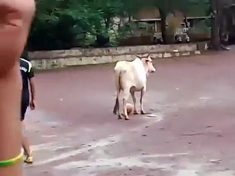 Cette vache joue au foot peut-être mieux que Messi