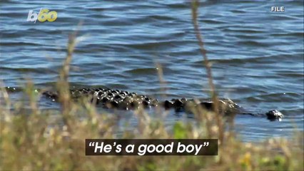 Man Arrested for Allegedly Feeding Alligator Illegally, Says the Animal 'Loves Bagels'