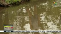 Nicaragua impulsa crianza de tilapia en pilas artesanales