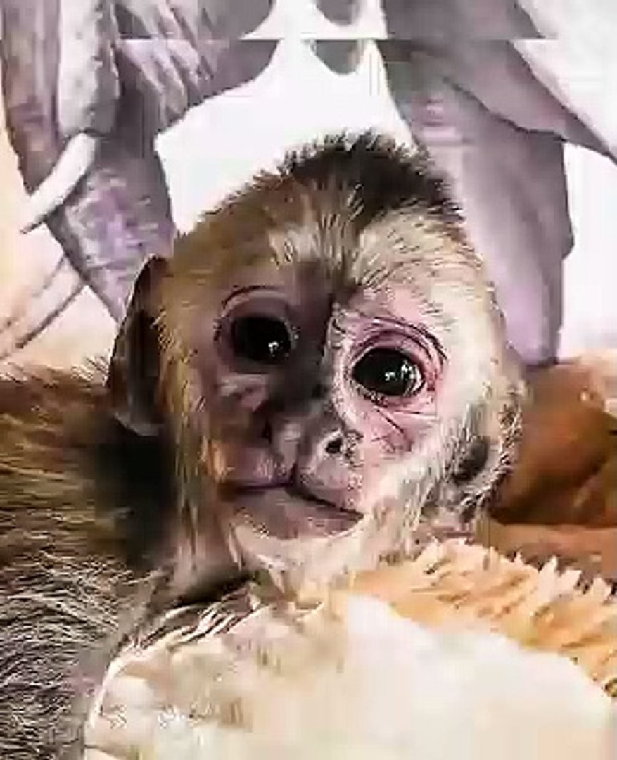 Ce Mignon Petit Bebe Singe Va Vous Faire Fondre Trop Cute Video Dailymotion