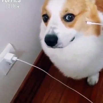 Un nouveau moyen de redonner de l’énergie à votre chien est arrivé. Marrant !