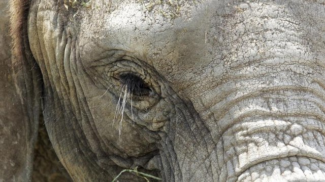 Killing of Namibia desert elephant stirs conservationists