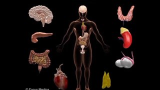 Human antomony all 12 system and parts of human body 1280x720 3.78Mbps 2019-07-03 18-06-40