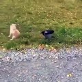 Cette corneille est sauvage. Regardez comment il effraie un chiot !