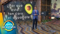 ¡Sergio Sepúlveda nos explica por qué sube tanto de precio el aguacate! | Venga La Alegría