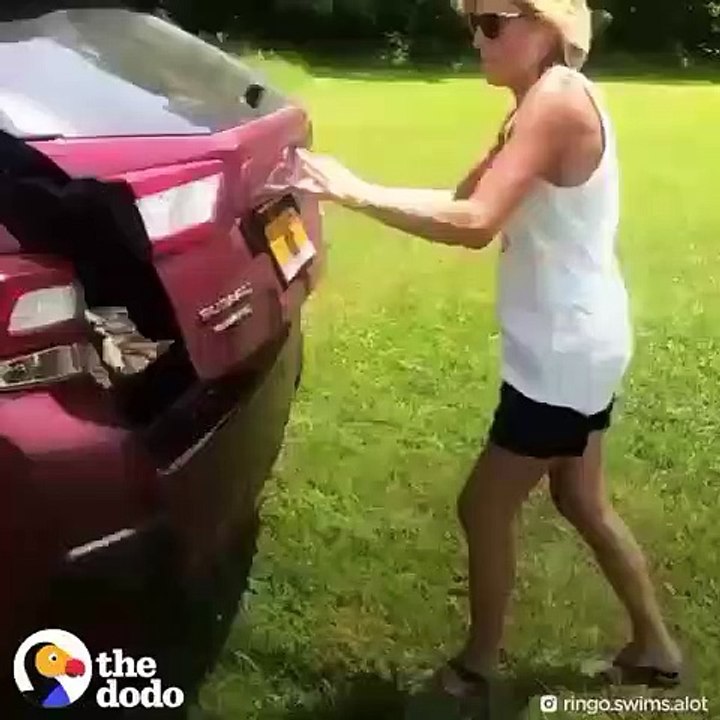 Chaque fois que ce chien voit de l'eau, il y plonge comme une fusée !  Trop drôle !