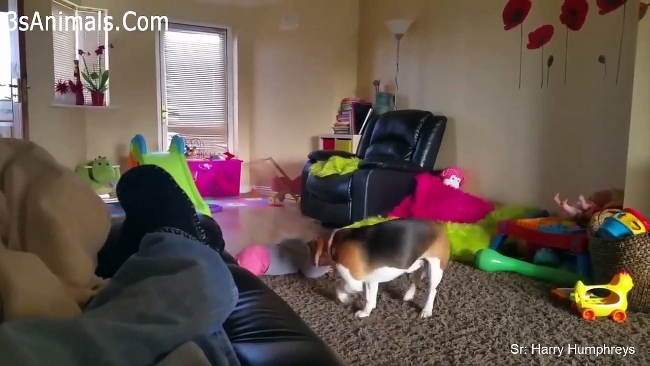 Funny Dogs and Babies are Best Friends   Cute Babies and Pets Video Compilation