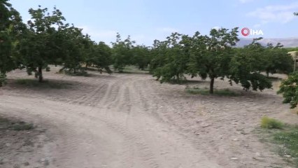 Malatya'da kayısı hasadı başladı