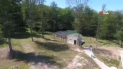 Sinop'ta 50 sülün doğaya salındı