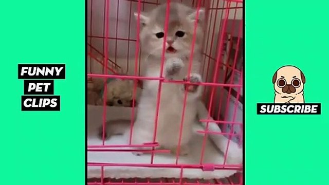 Tik Tok Pets Funny Cute Animals #24